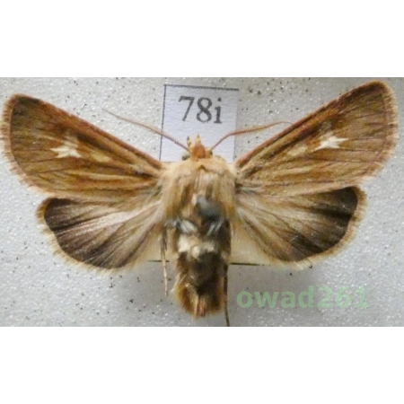 Cerapteryx graminis (Linnaeus, 1758) Czech78i